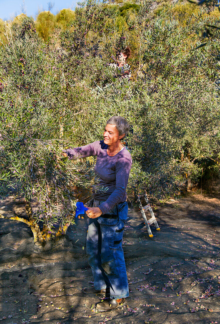Woman picking olives in olive grove\n