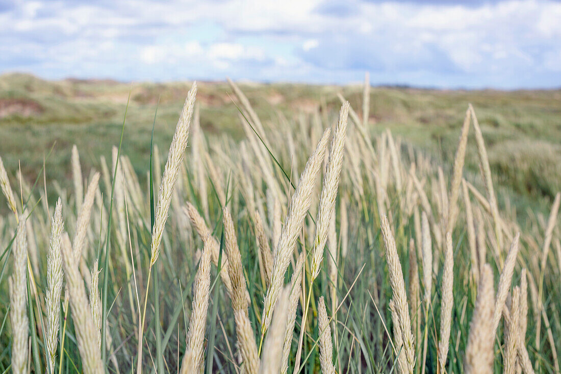 Close-up of grass at summer\n