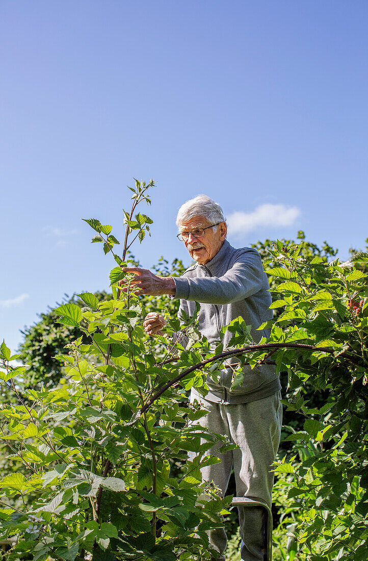 Älterer Mann bei der Gartenarbeit an einem sonnigen Sommertag