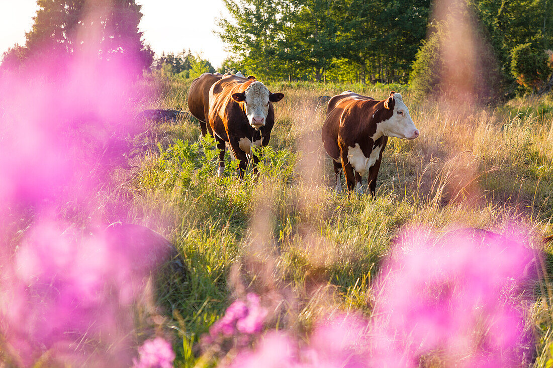 Cows standing in pasture in summer\n