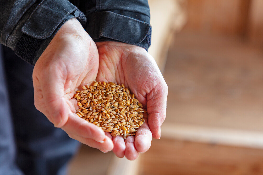 Cupped hands showing wheat seeds\n