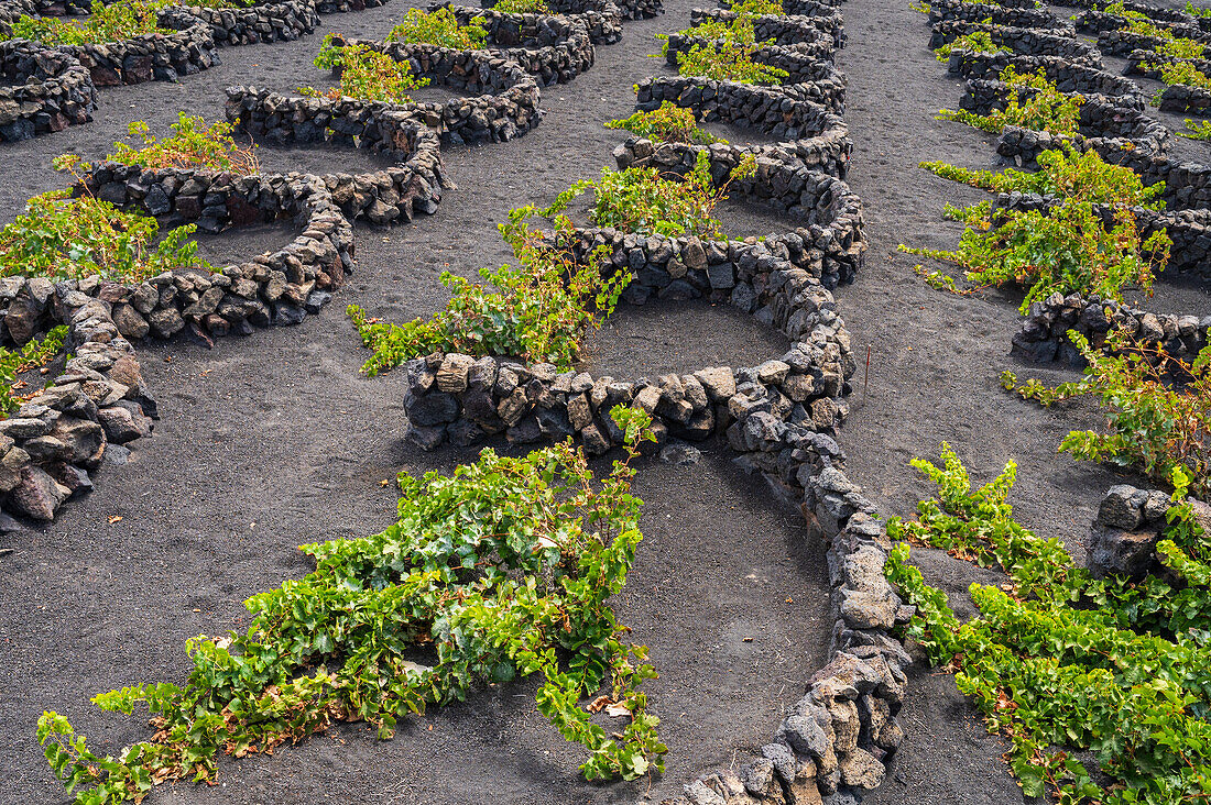 La Geria, Lanzarote's main wine region, Canary Islands, Spain\n