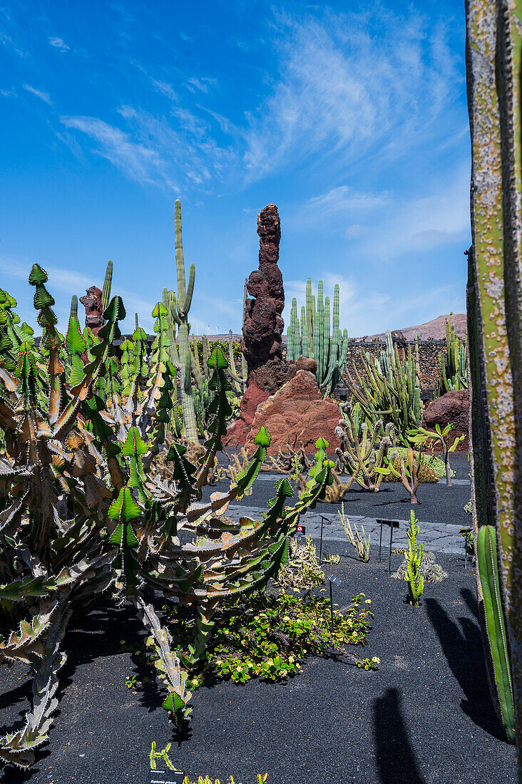 Der Jardin de Cactus (Kaktusgarten) ist ein wunderbares Beispiel für einen in die Landschaft integrierten architektonischen Eingriff, entworfen von Cesar Manrique auf Lanzarote, Kanarische Inseln, Spanien