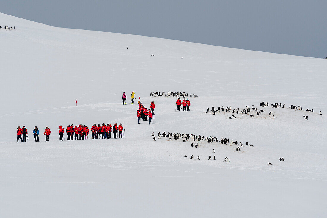 Tourists hiking at Damoy Point Gentoo penguin (Pygoscelis papua) colony, Wiencke Island, Antarctica.\n