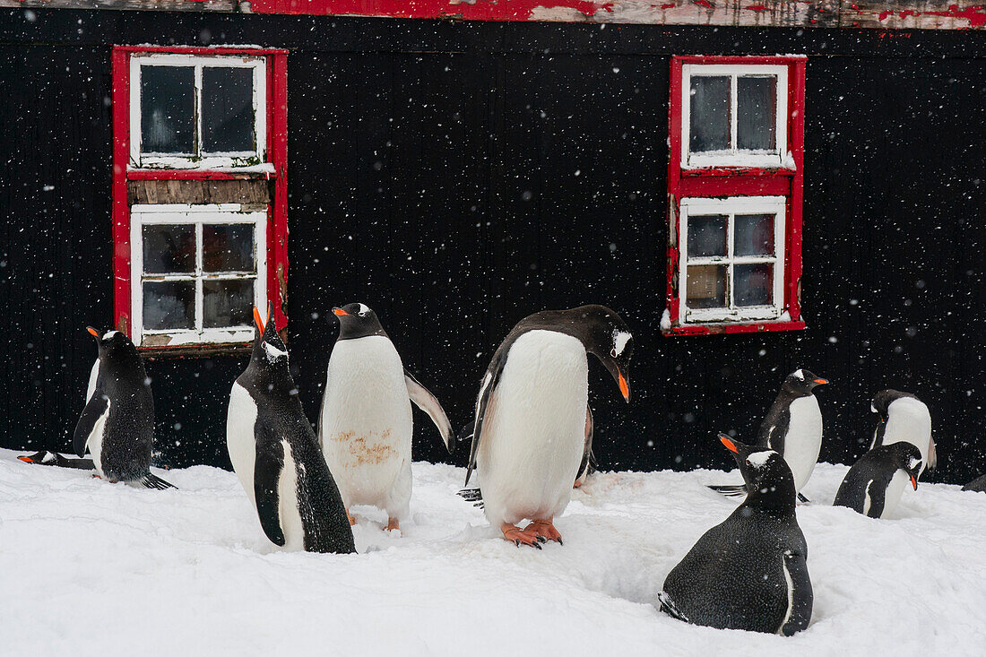 Gentoo penguins (Pygoscelis papua), Port Lockroy British Antarctic Base, Wiencke Island, Antarctica.\n