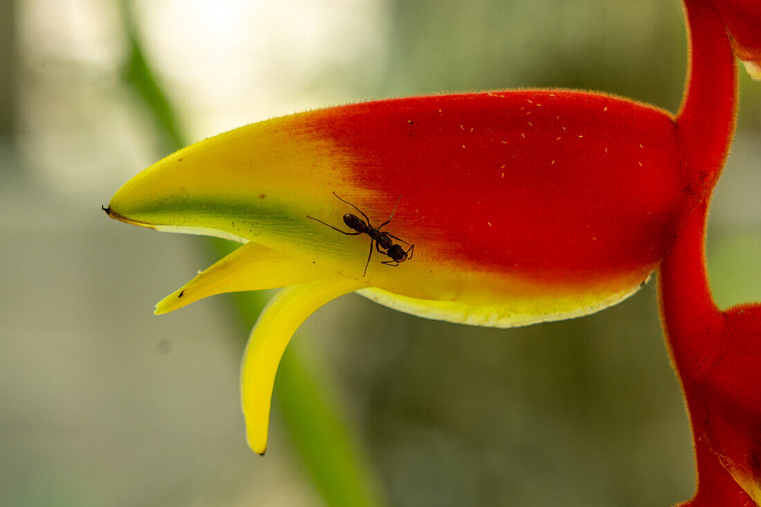 Eine große Ameise auf einer Lobster Claw Heliconia im Cahal Pech Archeological Reserve in San Ignacio, Belize.