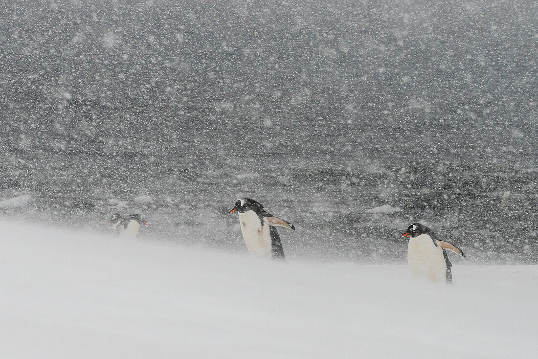 Eselspinguine (Pygoscelis papua), Mikkelsen, Trinity Island, Antarktis.