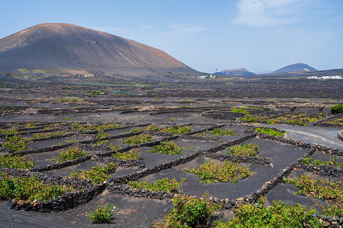 La Geria,Lanzarote’s main wine … – License image – 13924447 lookphotos