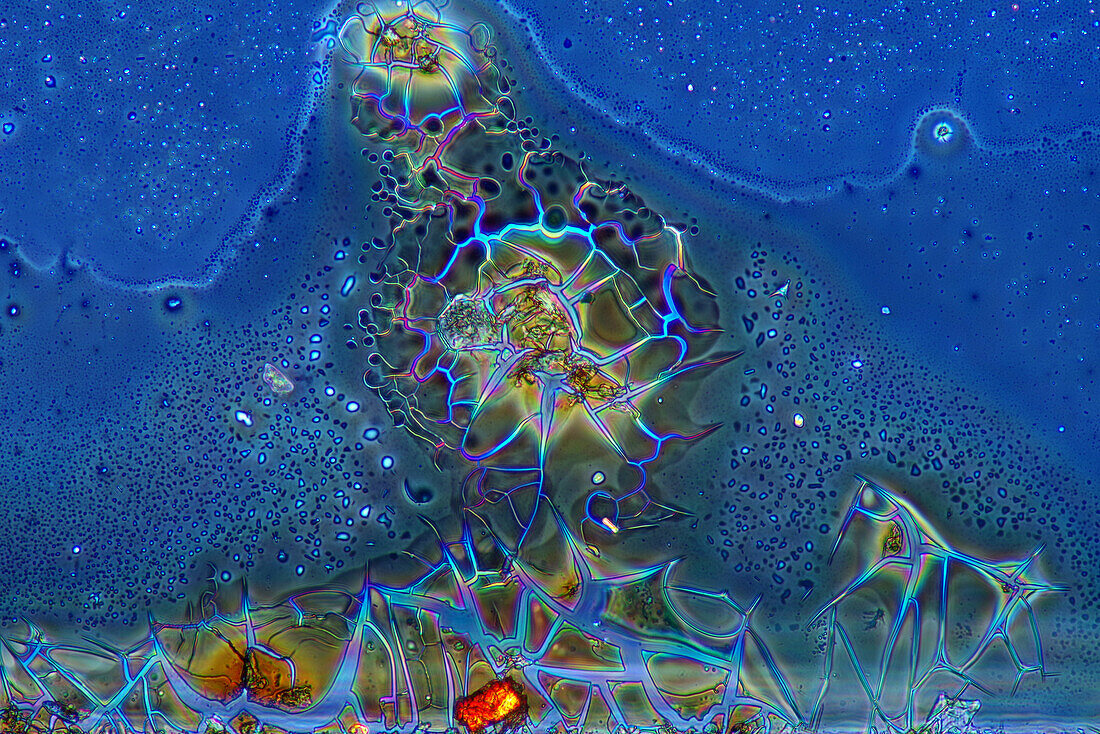 Das Bild zeigt kristallisiertes Silbernitrat, fotografiert durch das Mikroskop in polarisiertem Licht bei einer Vergrößerung von 100X