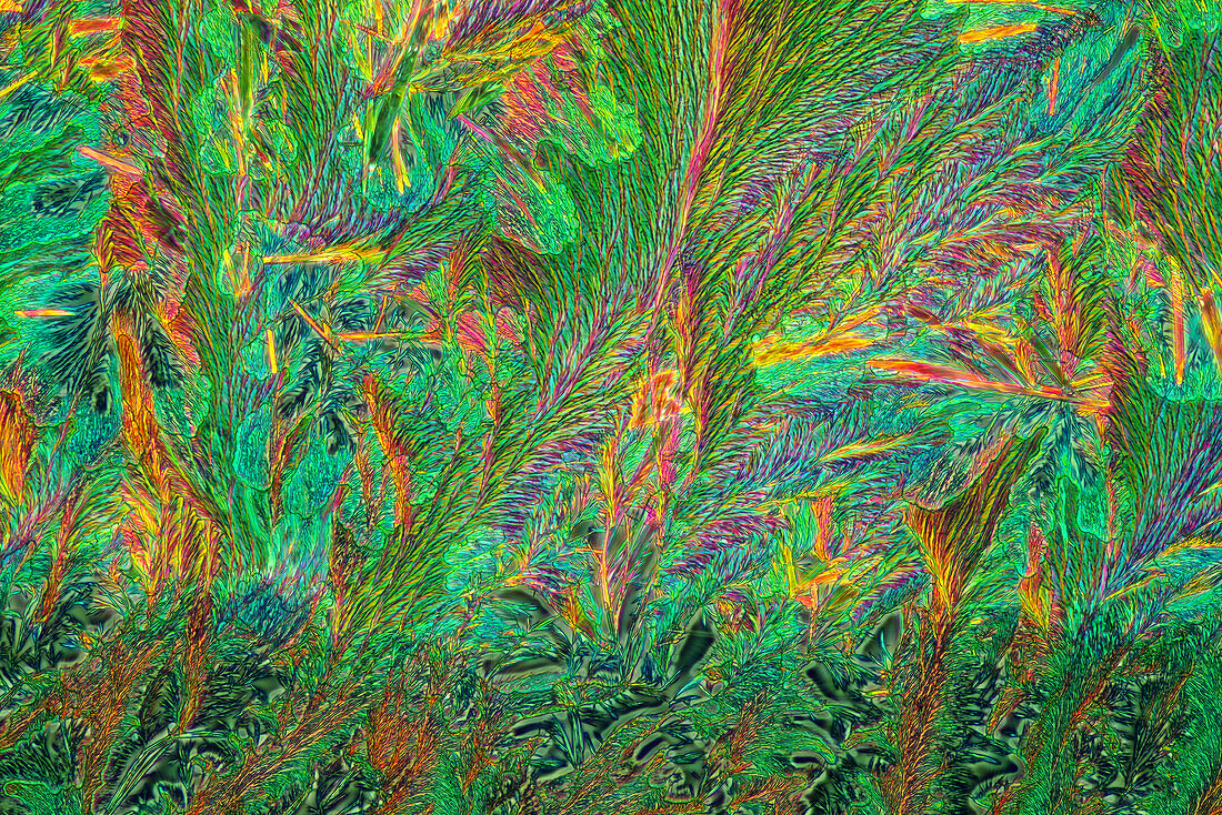 Das Bild zeigt kristallisierten Kallusentferner, fotografiert durch das Mikroskop im polarisierten Licht bei einer Vergrößerung von 100X