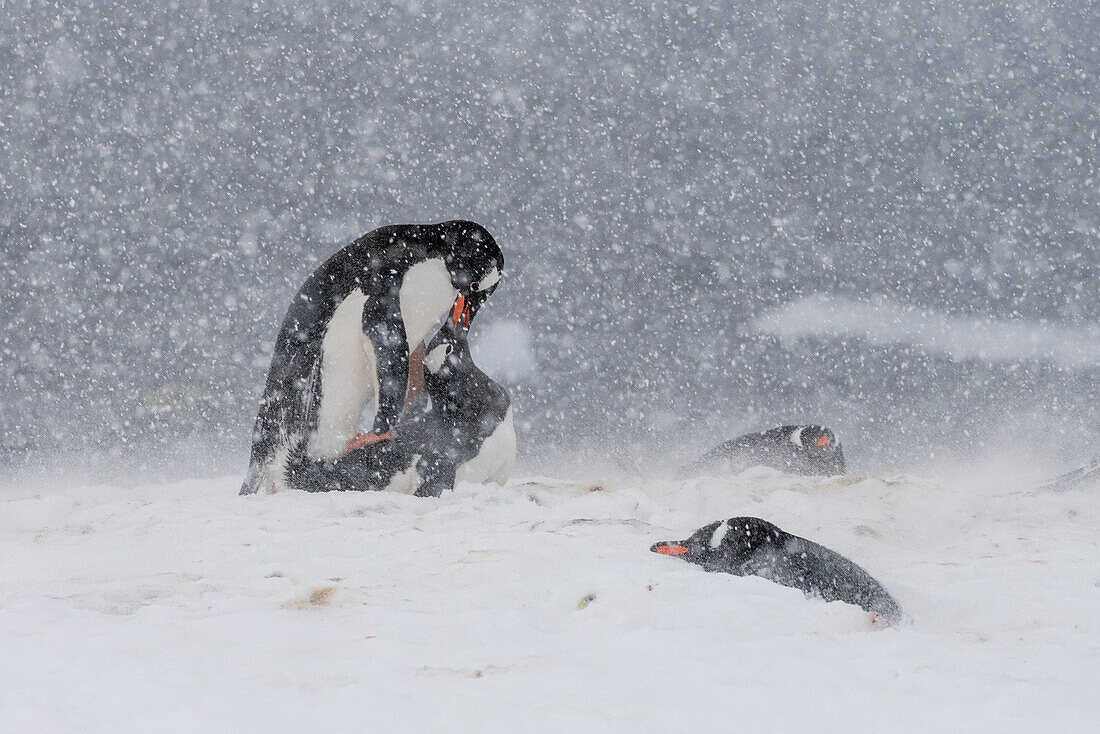 Gentoo penguins mating (Pygoscelis papua), Mikkelsen, Trinity Island, Antarctica.\n