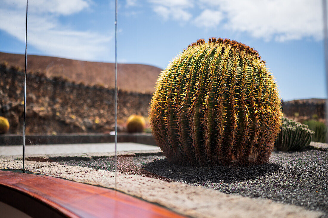 Der Jardin de Cactus (Kaktusgarten) ist ein wunderbares Beispiel für einen in die Landschaft integrierten architektonischen Eingriff, entworfen von Cesar Manrique auf Lanzarote, Kanarische Inseln, Spanien