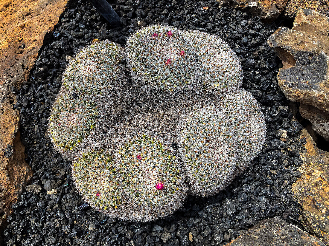 The Jardin de Cactus (Cactus garden) is a wonderful example of architectural intervention integrated into the landscape, designed by Cesar Manrique in Lanzarote, Canary Islands, Spain\n