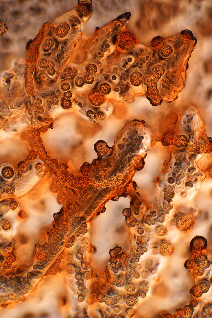 Das Bild zeigt kristallisierte Sojasauce, fotografiert durch das Mikroskop im Hellfeld bei einer Vergrößerung von 100X