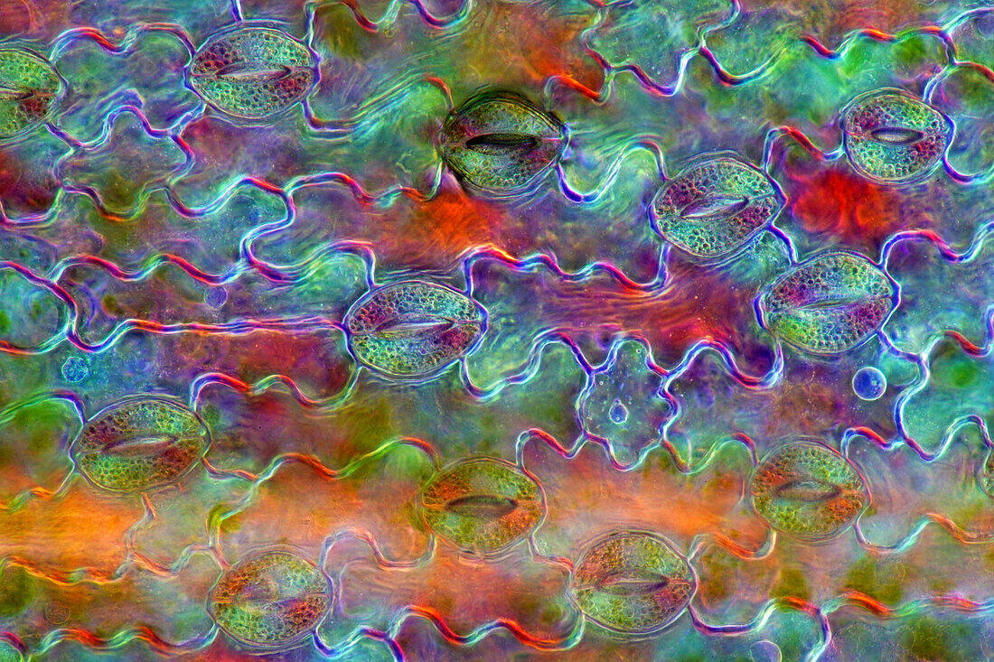 Das Bild zeigt Spaltöffnungen in der Epidermis von Lilienblättern, aufgenommen durch das Mikroskop in polarisiertem Licht bei einer Vergrößerung von 200X