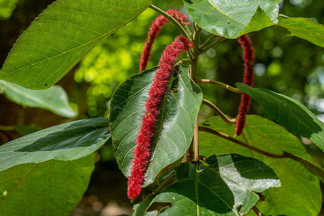 Der rote Blütenstand einer Chenille-Pflanze, Acalypha hispida, im archäologischen Reservat Cahal Pech in San Ignacio, Belize.