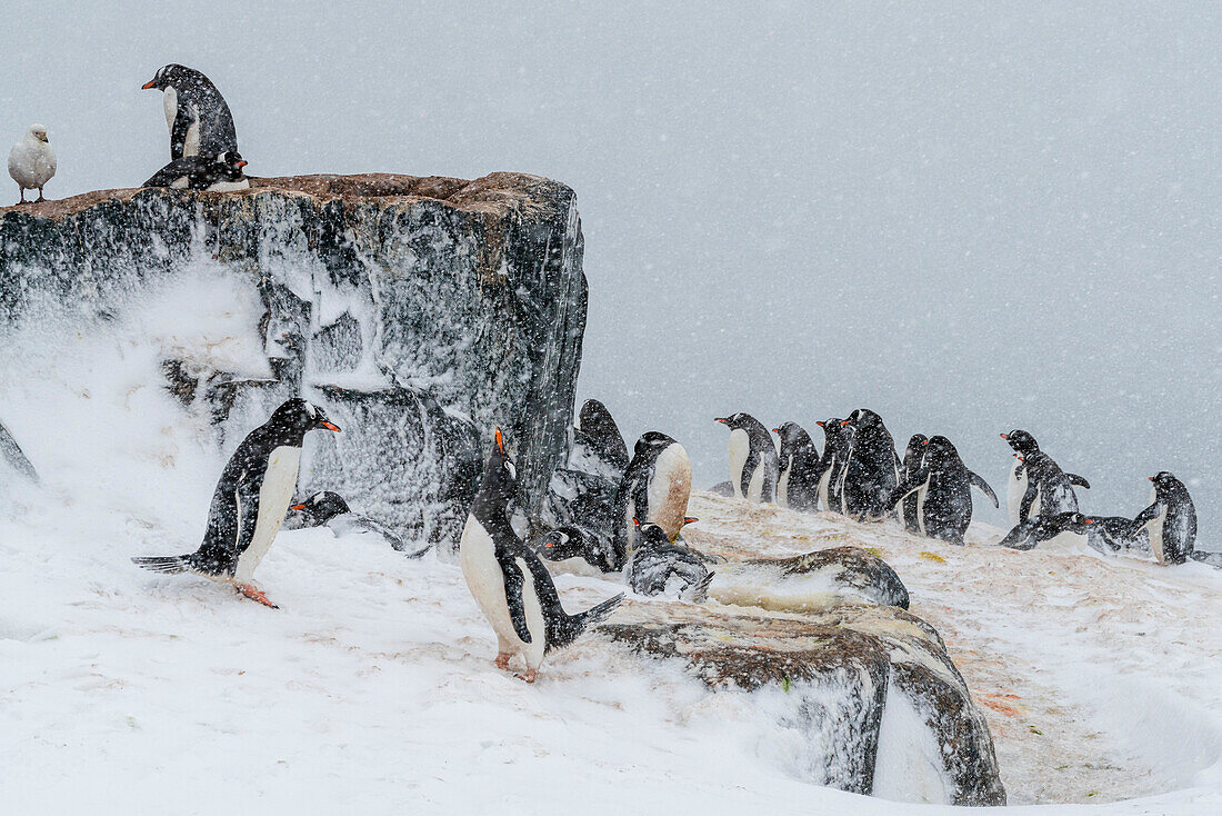 Eselspinguin-Kolonie (Pygoscelis papua), Mikkelsen, Trinity Island, Antarktis.