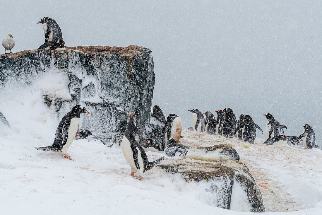 Gentoo penguins colony (Pygoscelis papua), Mikkelsen, Trinity Island, Antarctica.\n