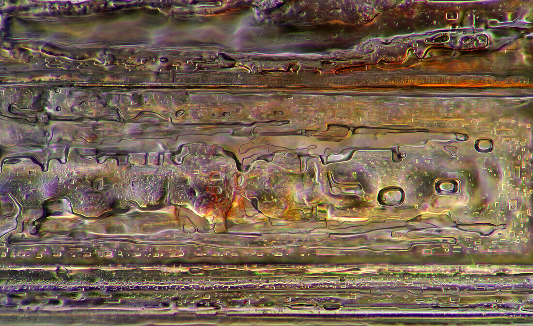 The image presents recrystallized crystal of salt, photographed through the microscope in polarized light at a magnification of 100X\n