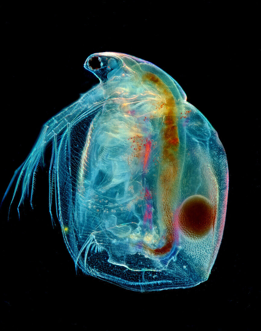 Das Bild zeigt Simocephalus sp. mit Eiern, eine Art von Cladoceran, fotografiert durch das Mikroskop in polarisiertem Licht bei einer Vergrößerung von 100X