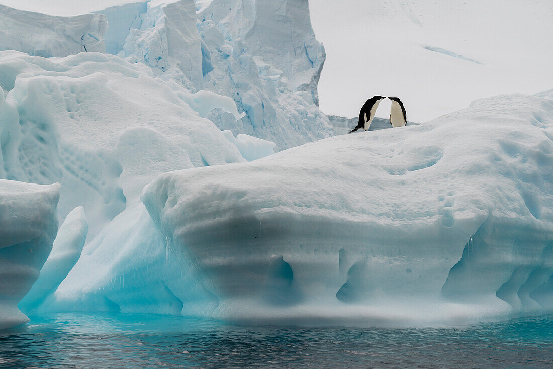 Adelie penguin (Pygoscelis adeliae) pair on iceberg, Paradise Bay, Antarctica.\n