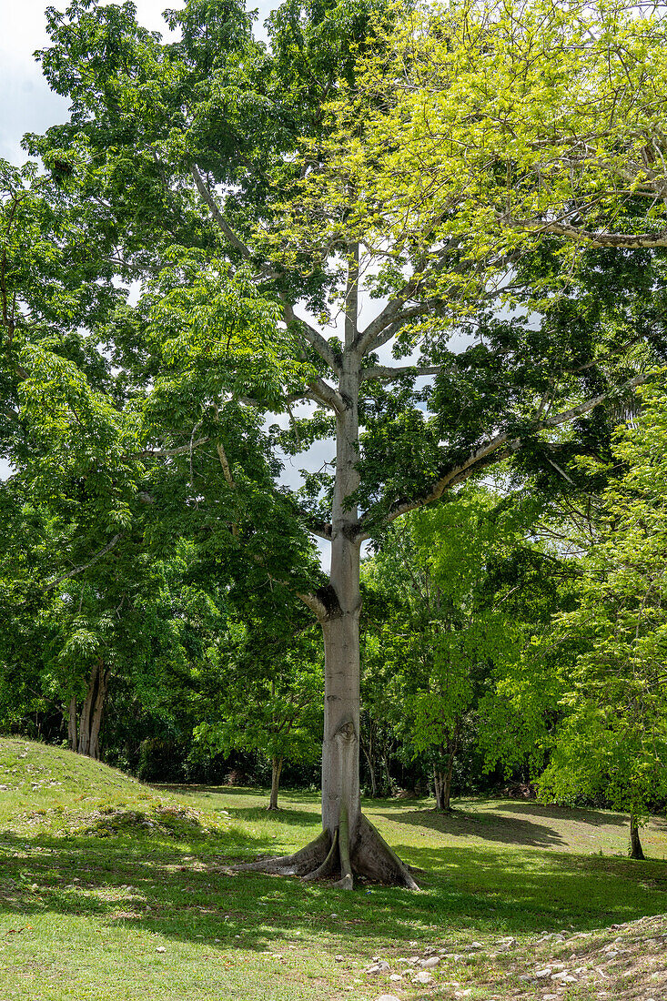 A Kapok or Ceiba tree, Ceiba pentandra, in the Altun Ha Archeological Reserve in Belize.\n