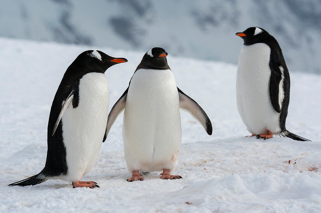 Gentoo penguins (Pygoscelis papua), Petermann Island, Antarctica.\n