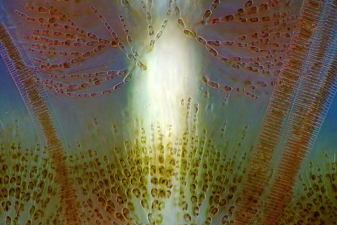 The image presents Fragilaria sp., a kind of diatoms against Batrachospermum, a kind of red algae, photographed through the microscope in polarized light at a magnification of 200X\n