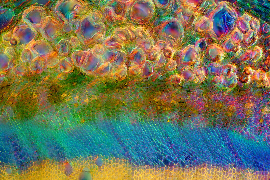 Das Bild zeigt Nesselgewebe im Querschnitt des Stängels, fotografiert durch das Mikroskop in polarisiertem Licht bei einer Vergrößerung von 200X