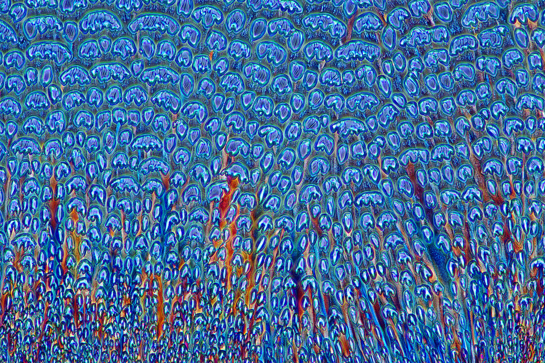 Das Bild zeigt ein kristallisiertes Gemisch aus Erythrit und TRIS, aufgenommen durch das Mikroskop in polarisiertem Licht bei einer Vergrößerung von 100X