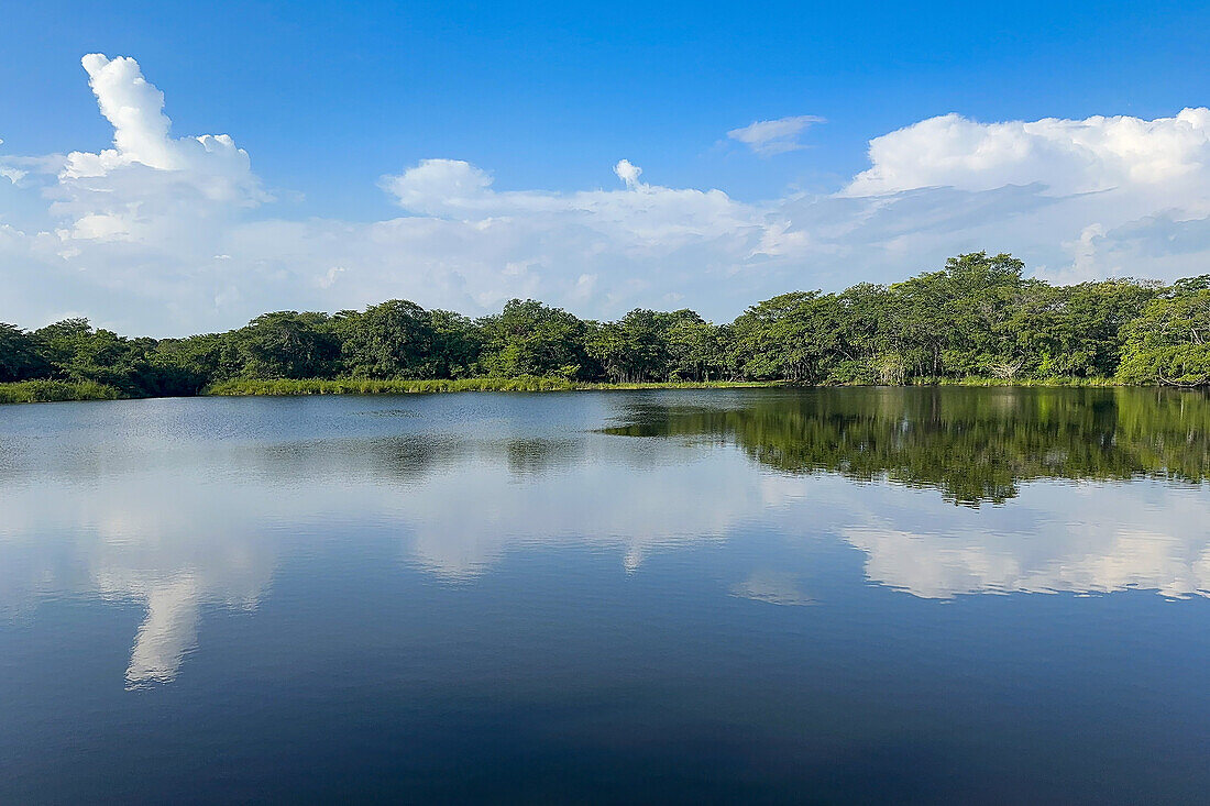 A pond off the New River in Tower Hill, Corozal District, Belize.\n