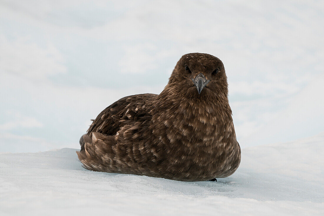Brown skua (Stercorarius lonnbergi) resting on ice, Paradise Bay, Antarctica.\n