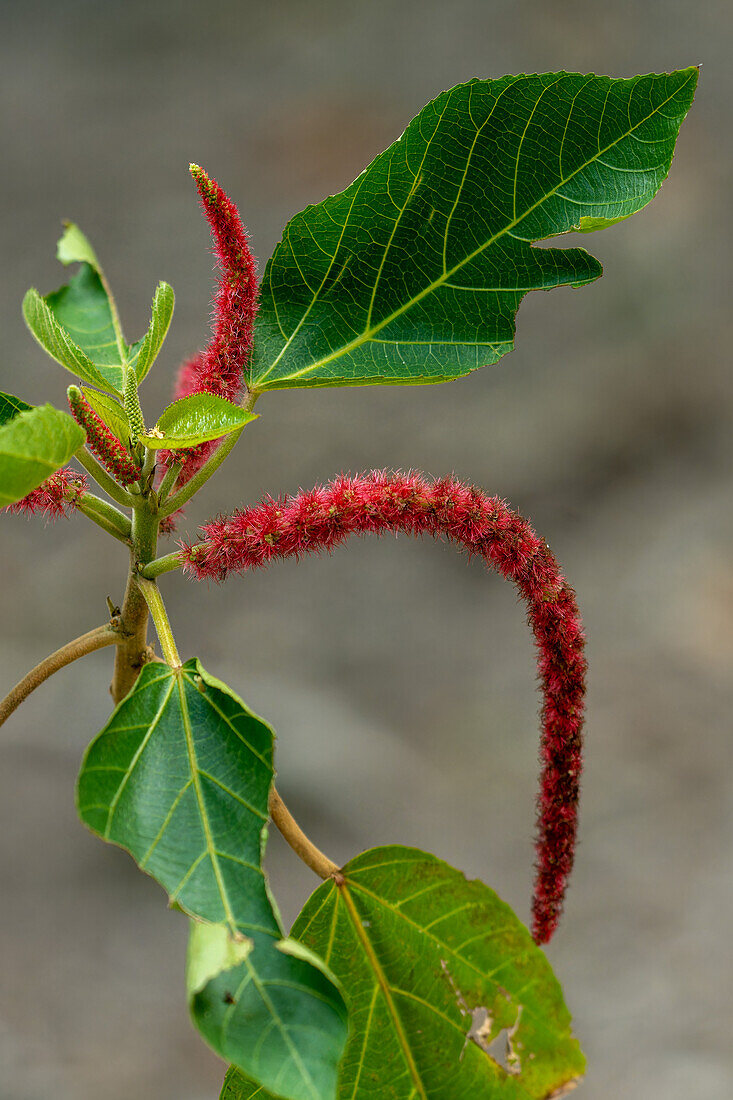 Der rote Blütenstand einer Chenille-Pflanze, Acalypha hispida, im archäologischen Reservat Cahal Pech in San Ignacio, Belize.