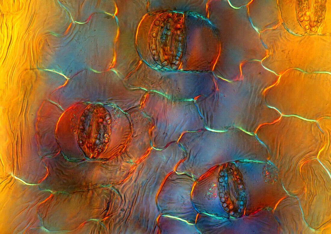 The image presents stomata in Spathiphyllum leaf epidermis, photographed through the microscope in polarized light at a magnification of 200X\n