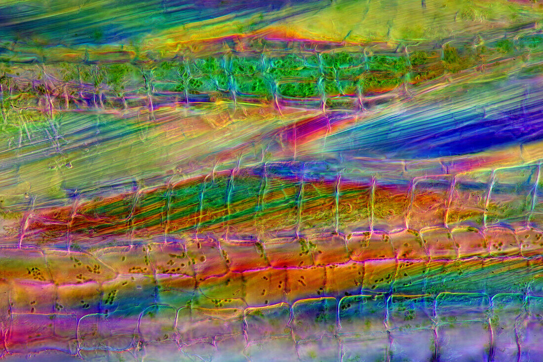 The image presents tissues in nettle stalk in longitudinal cross-section, photographed through the microscope in polarized light at a magnification of 100X\n
