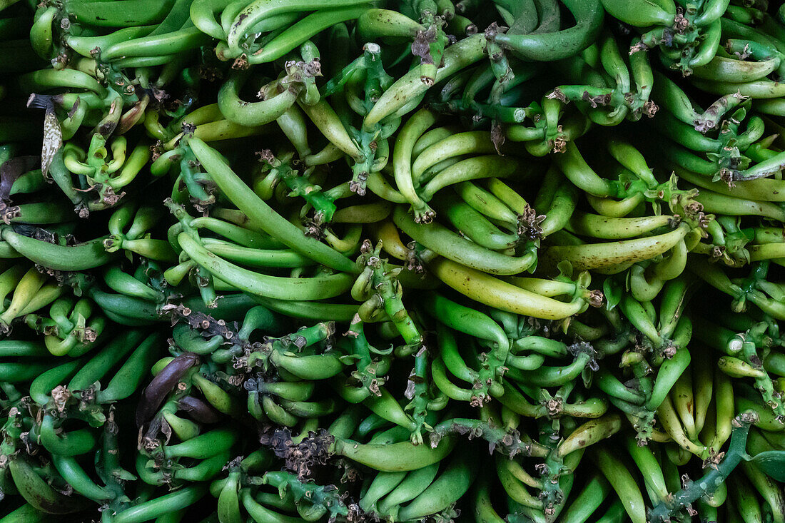 Vanilla beans, Taha'a, Society Islands, French Polynesia.\n