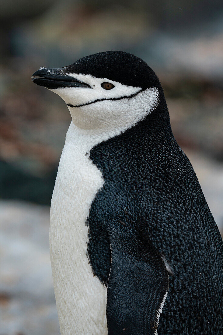 Chinstrap penguin (Pygoscelis antarcticus), Half Moon Island, Antarctica.\n