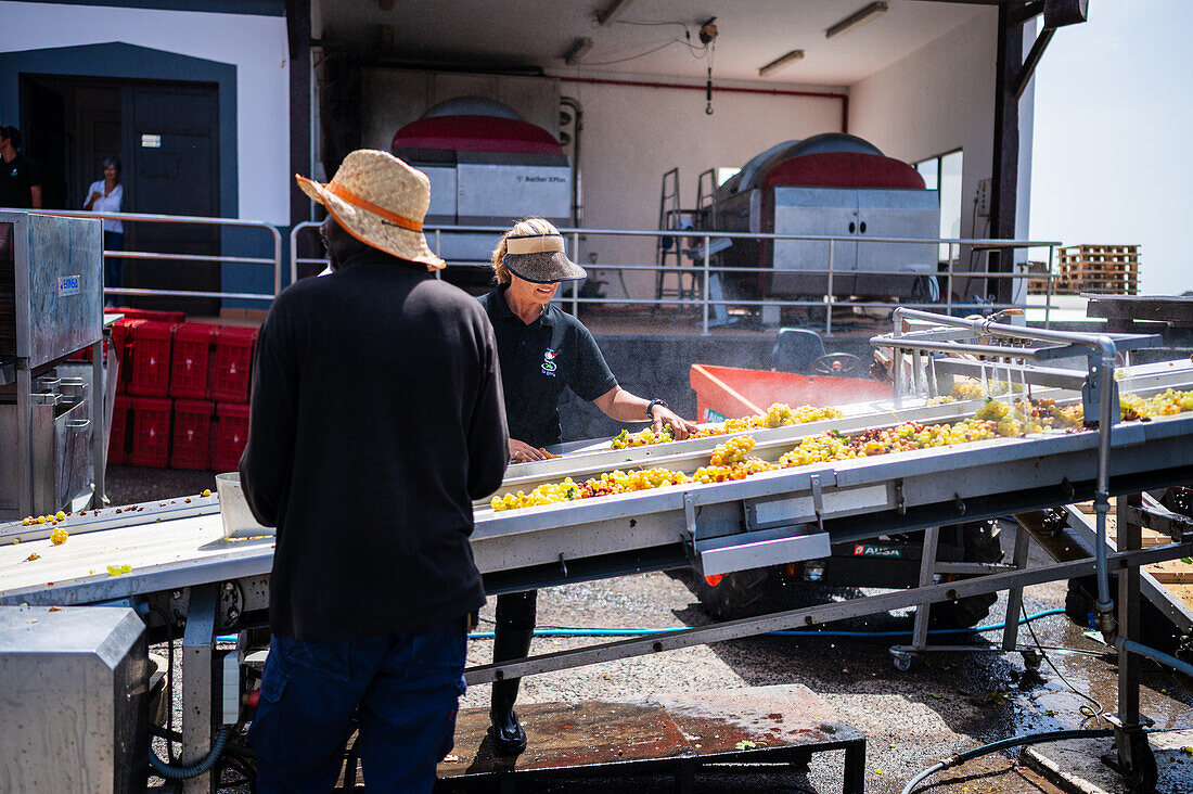 Workers in La Geria Winery. La Geria, Lanzarote's main wine region, Canary Islands, Spain\n