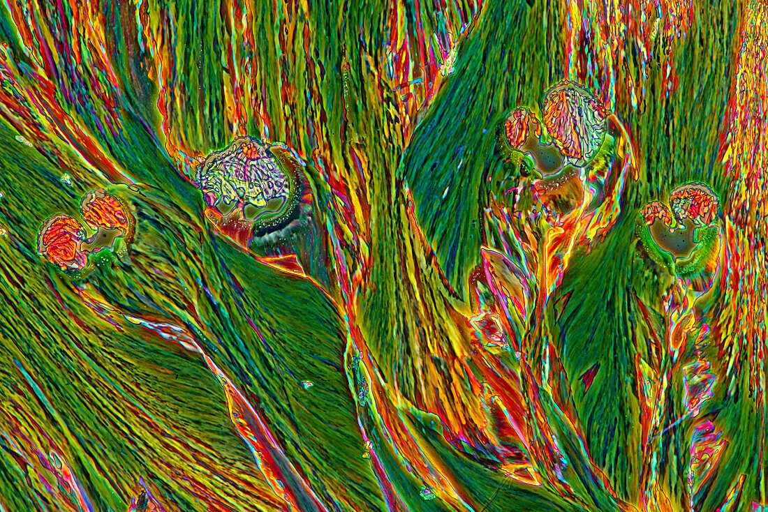 Das Bild zeigt kristallisierte Weinsäure, aufgenommen durch das Mikroskop in polarisiertem Licht bei einer Vergrößerung von 100X