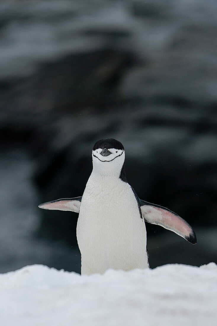 Chinstrap penguin (Pygoscelis antarcticus), Half Moon Island, Antarctica.\n