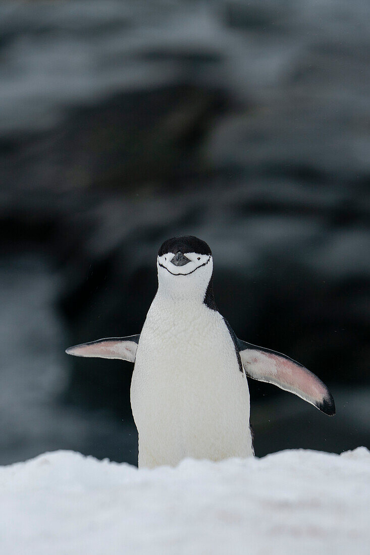 Zügelpinguin (Pygoscelis antarcticus), Half Moon Island, Antarktis.