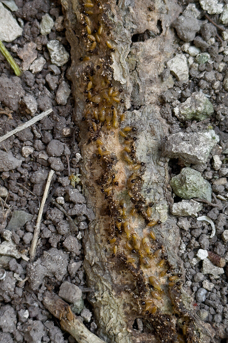 Düsenkopf- oder Kegelkopf-Termiten, Gattung Nasutitermes, auf dem Regenwaldboden in den Cahal Pech Ruinen, San Ignacio, Belize.