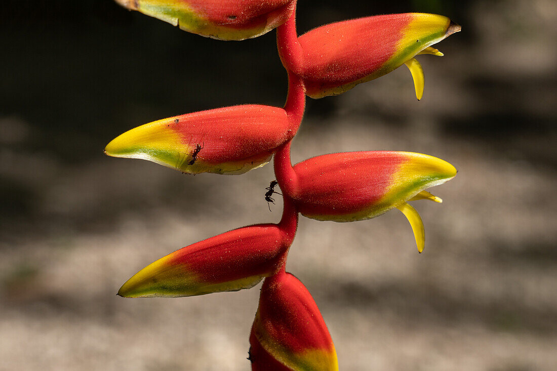 Große Ameisen auf einer Lobster Claw Heliconia im archäologischen Reservat Cahal Pech in San Ignacio, Belize.