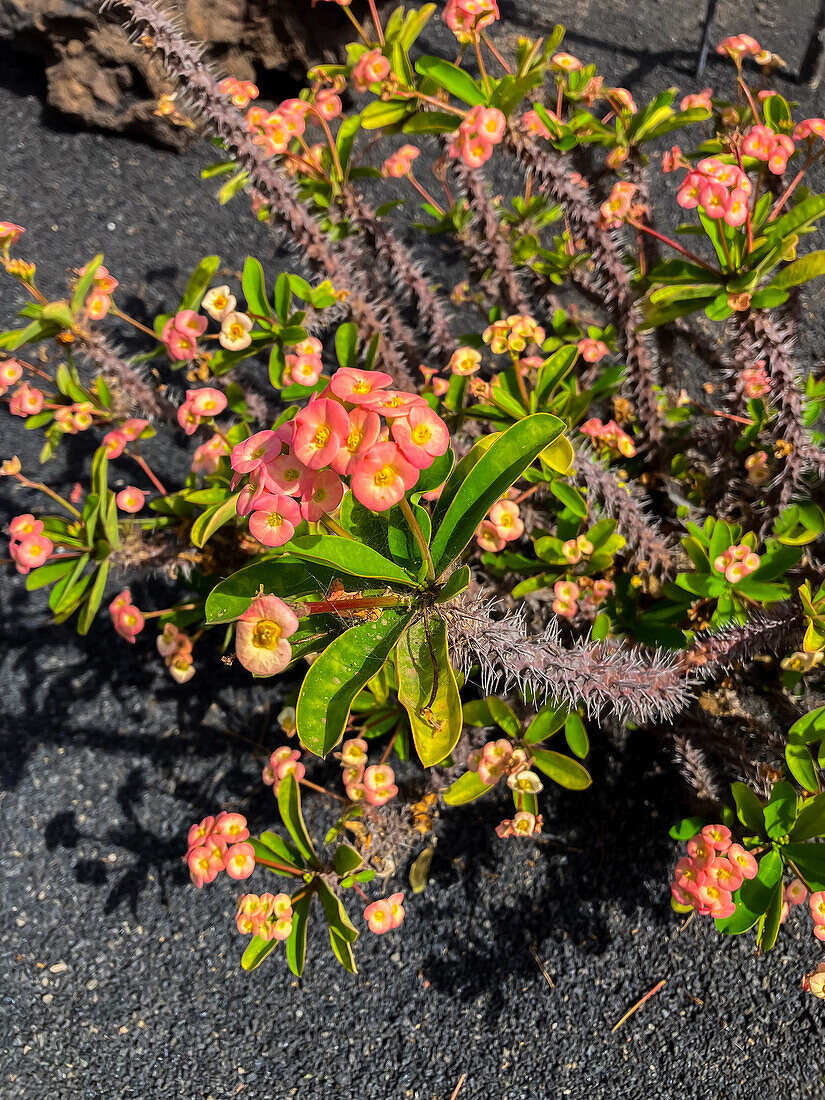 The Jardin de Cactus (Cactus garden) is a wonderful example of architectural intervention integrated into the landscape, designed by Cesar Manrique in Lanzarote, Canary Islands, Spain\n