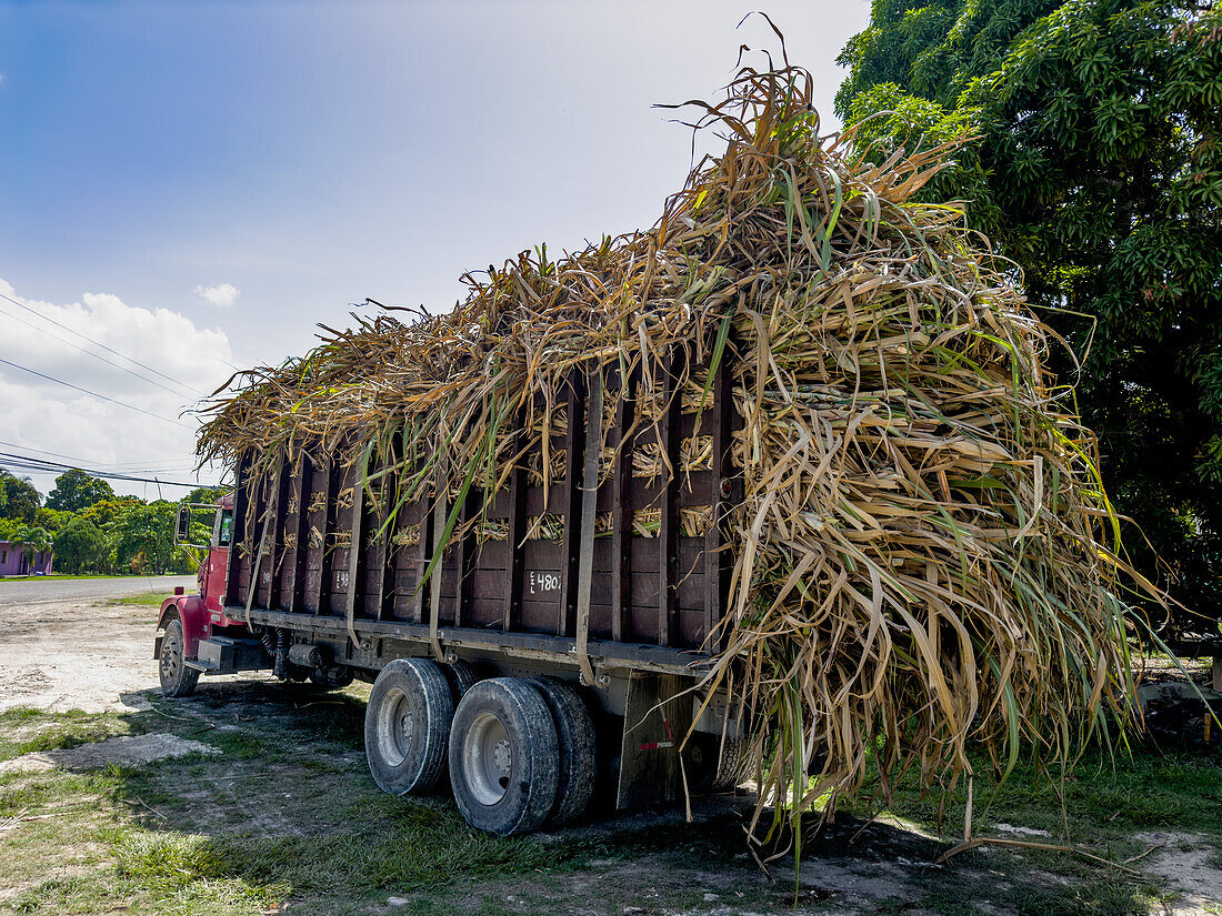 A diesel truck heavily-loaded with sugar cane in the Corozal District of Belize.\n