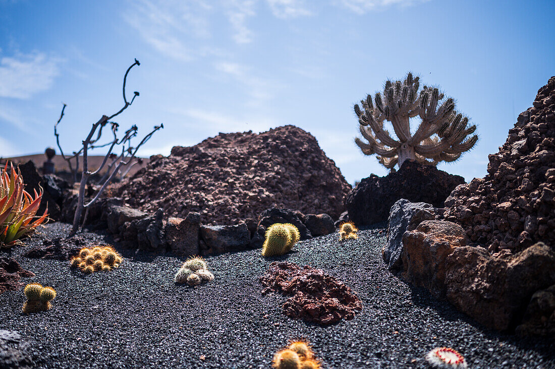 The Jardin de Cactus (Cactus garden) is a wonderful example of architectural intervention integrated into the landscape, designed by Cesar Manrique in Lanzarote, Canary Islands, Spain\n