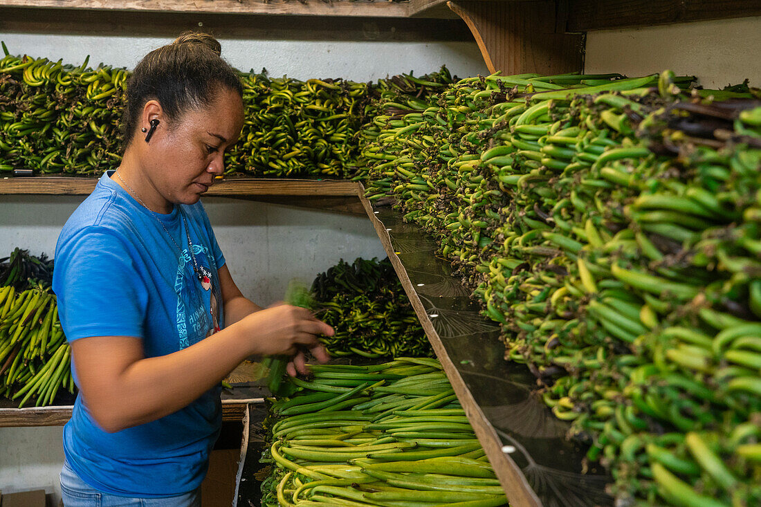 Vanilla beans, Taha'a, Society Islands, French Polynesia.\n