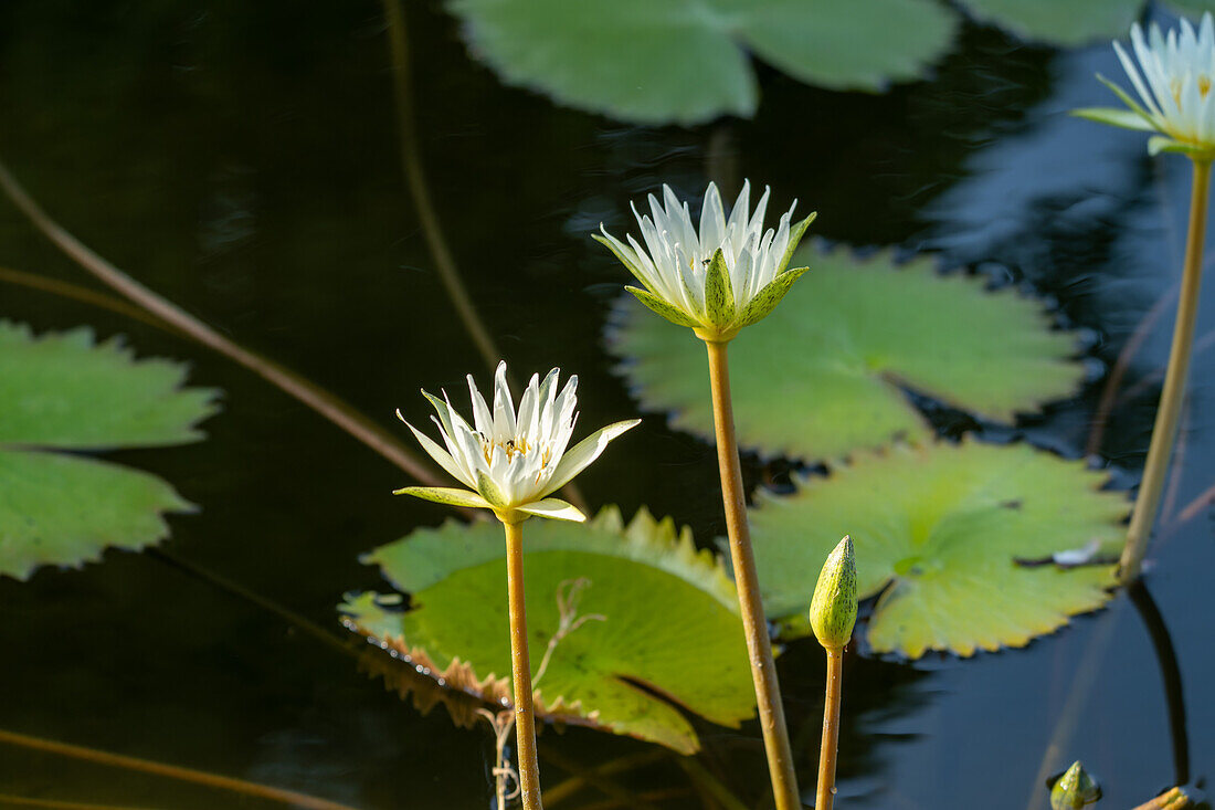 Blühende Seerosen in einem Teich am New River in Belize.