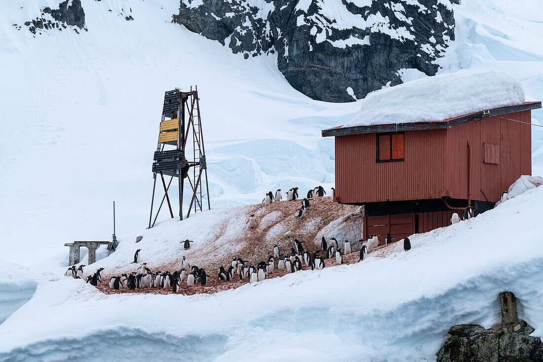 Eselspinguine (Pygoscelis papua), Almirante Brown Argentinische Forschungsbasis, Paradise Bay, Antarktis.