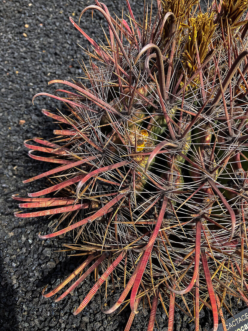 Der Jardin de Cactus (Kaktusgarten) ist ein wunderbares Beispiel für einen in die Landschaft integrierten architektonischen Eingriff, entworfen von Cesar Manrique auf Lanzarote, Kanarische Inseln, Spanien